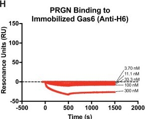 Fig.3.H from the publication: Opposing role of phagocytic receptors MERTK and AXL in Progranulin deficient FTD.
