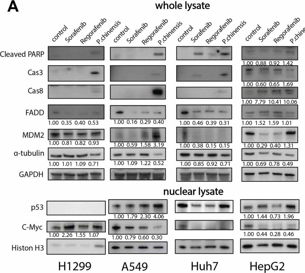 Fig.5.A showing Western Blotting in a Homo sapiens (Human) sample from the publication: Anticancer effects and mechanisms of Pulsatilla chinensis, Bupleurum chinense and Polyporus umbellatus on human lung carcinoma and hepatoma cells.