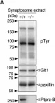 Fig.5.A showing Western Blotting in a Mus musculus (House mouse) sample from the publication: Specific dephosphorylation at tyr-554 of git1 by ptprz promotes its association with paxillin and hic-5.
