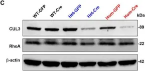 Fig.1.C showing Western Blotting in a Mus musculus (House mouse) sample from the publication: Autism risk gene Cul3 alters neuronal morphology via caspase-3 activity in mouse hippocampal neurons.