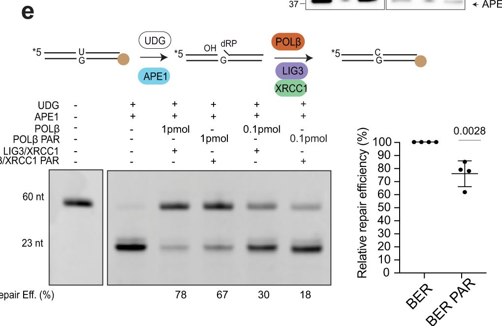 Fig.2.E showing Western Blotting in a Mus musculus (House mouse) sample from the publication: Covalent PARylation of DNA base excision repair proteins regulates DNA demethylation.