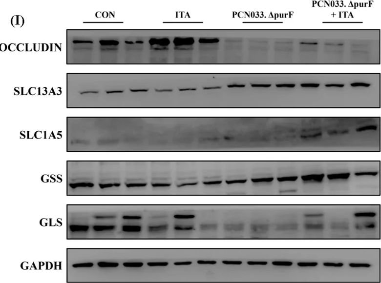 Fig.5.I showing Western Blotting from the publication: Itaconic Acid Directly Binds to the Cysteine Residue of PurF: A Novel Mechanism for Inhibiting Purine Metabolism in Porcine Pathogenic Escherichia coli.