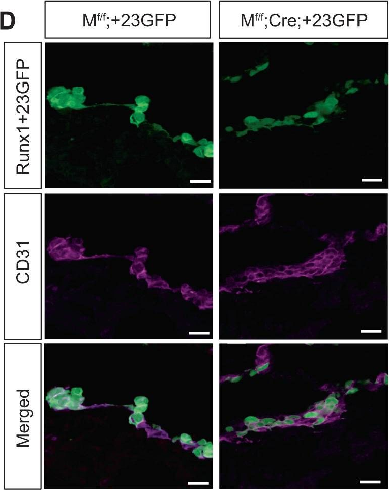 Fig.6.D showing Immunohistochemistry-immunofluorescence in a Mus musculus (House mouse) sample from the publication: Meis1 establishes the pre-hemogenic endothelial state prior to Runx1 expression.