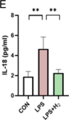 Fig.9.E showing Enzyme-linked immunosorbent assay from the publication: Hydrogen gas inhalation ameliorates LPS-induced BPD by inhibiting inflammation via regulating the TLR4-NFκB-IL6/NLRP3 signaling pathway in the placenta.