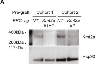 Fig.10.A showing Western Blotting from the publication: ERG-driven prostate cancer initiation is cell-context dependent and requires KMT2A and DOT1L.