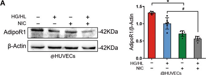 Fig.2.A showing Western Blotting in a Homo sapiens (Human) sample from the publication: Nicotine aggravates vascular adiponectin resistance via ubiquitin-mediated adiponectin receptor degradation in diabetic Apolipoprotein E knockout mouse.