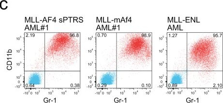 Fig.3.C showing Flow cytometry/Cell sorting in a Mus musculus (House mouse) sample from the publication: RNA-binding proteins of KHDRBS and IGF2BP families control the oncogenic activity of MLL-AF4.