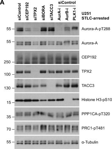 Fig.1.A showing Western Blotting in a Homo sapiens (Human) sample from the publication: CEP192 localises mitotic Aurora-A activity by priming its interaction with TPX2.