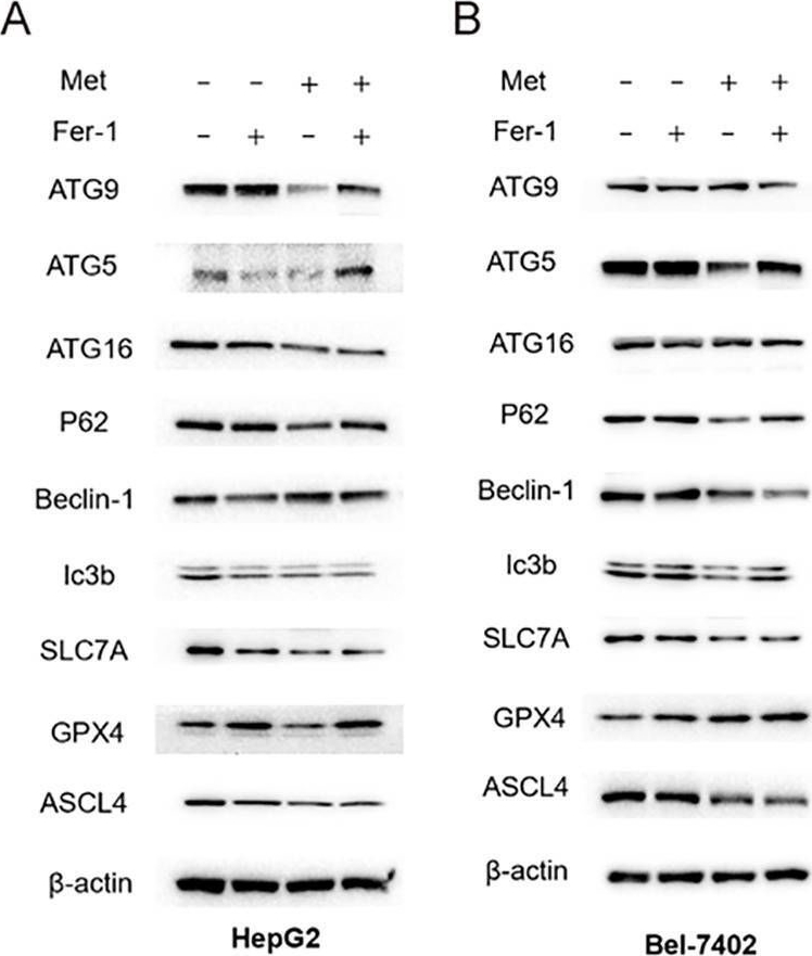 Fig.6.A showing Western Blotting in a Homo sapiens (Human) sample from the publication: Metformin inhibits the proliferation of hepatocellular carcinoma cells through inducing ferroptosis analyzed by phosphoproteomics.