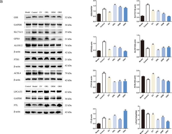 Fig.5.B showing Western Blotting in a Rattus norvegicus (Rat) sample from the publication: Oviductus Ranae alleviates D-galactose-induced ovarian aging by inhibiting ferroptosis and regulating the GPX4/ACSL4 pathway.