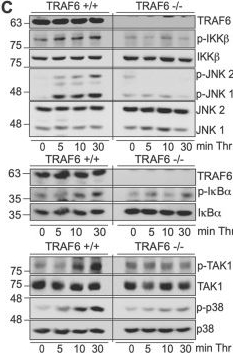 Fig.1.C showing Western Blotting in a Homo sapiens (Human) sample from the publication: Unanchored&nbsp;K63-linked&nbsp;polyubiquitin&nbsp;chains: a novel second messenger involved in&nbsp;G protein-coupled receptors early signaling events.