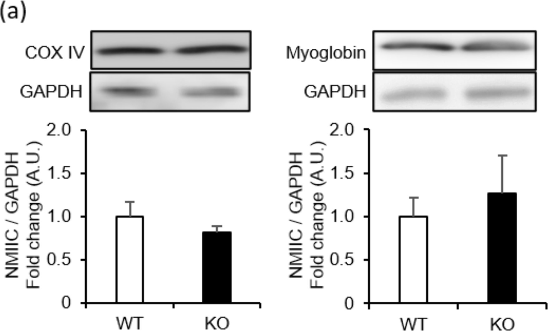 Fig.6.A showing Western Blotting from the publication: Non-muscle myosin IIC predominantly expressed in the slow-twitch skeletal muscles impedes age-related muscle weakness.