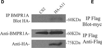 Fig.6.D showing Western Blotting in a Xenopus laevis (African clawed frog) sample from the publication: ADAM11 a novel regulator of Wnt and BMP4 signaling in neural crest and cancer.