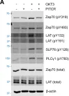Fig.2.A showing Western Blotting from the publication: Allosteric inhibition of the T cell receptor by a designed membrane ligand.