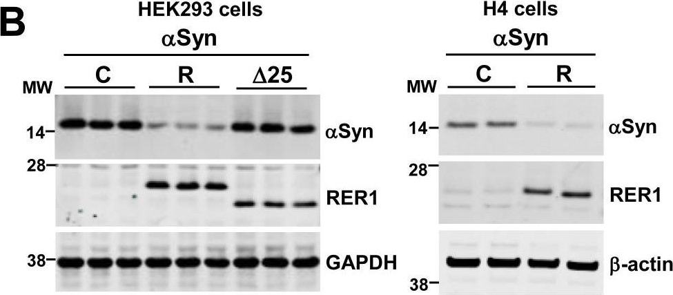 Fig.2.B showing Western Blotting in a Homo sapiens (Human) sample from the publication: The ER retention protein RER1 promotes alpha-synuclein degradation via the proteasome.