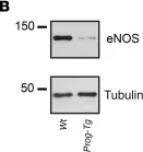 Fig.4.B showing Western Blotting from the publication: Endothelial progerin expression causes cardiovascular pathology through an impaired mechanoresponse.