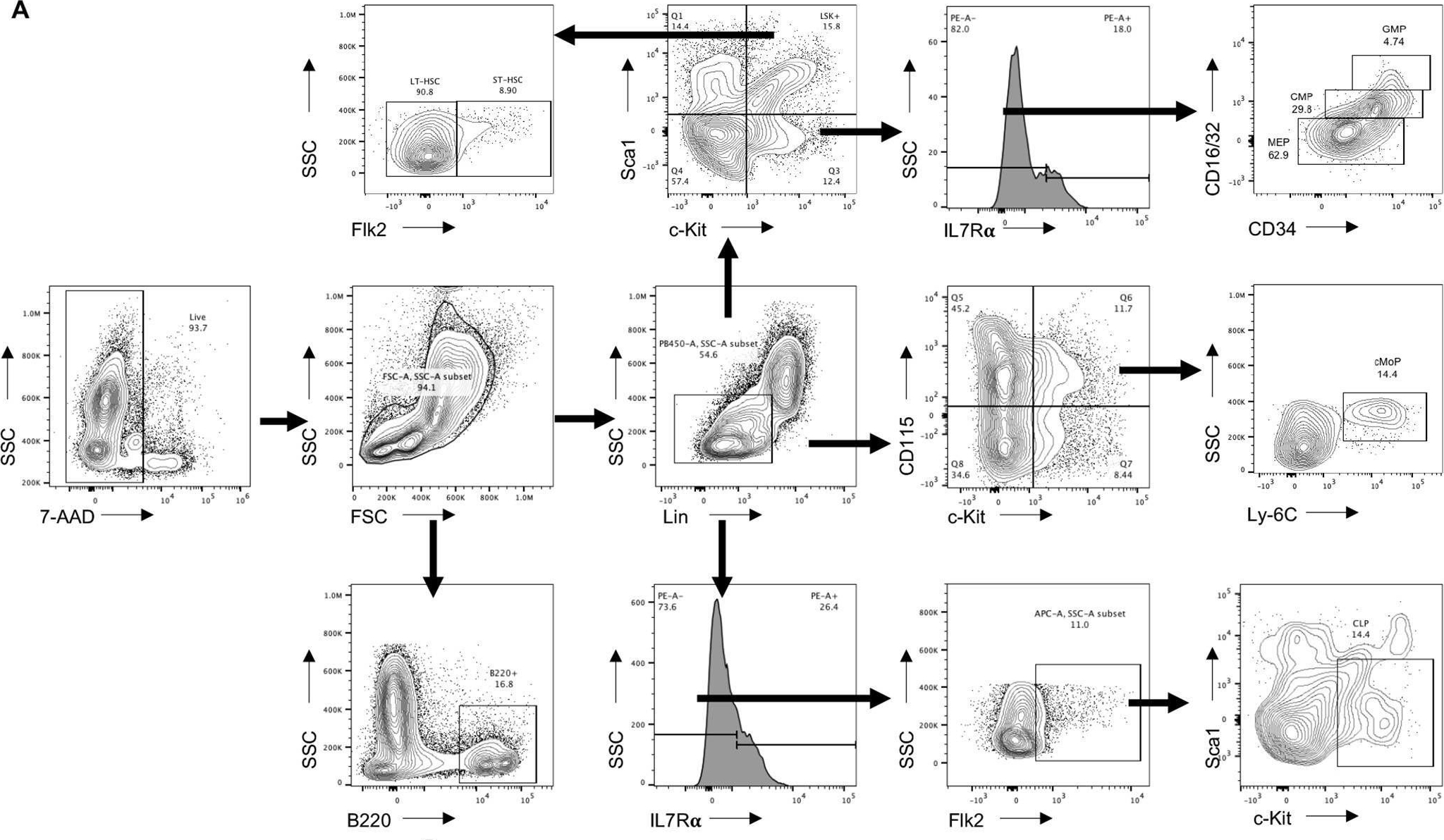 Fig.5.A showing Flow cytometry/Cell sorting in a Mus musculus (House mouse) sample from the publication: Osteocytes regulate senescence of bone and bone marrow.