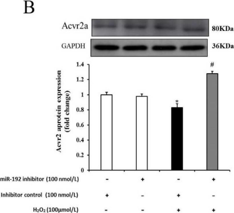 Fig.10.B showing Western Blotting from the publication: Downregulation of miR-192 Alleviates Oxidative Stress-Induced Porcine Granulosa Cell Injury by Directly Targeting Acvr2a.