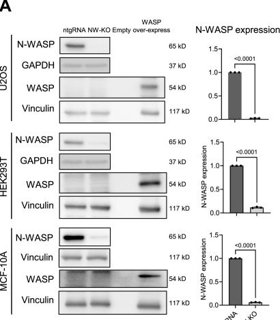 Fig.1.A showing Western Blotting from the publication: Dispensable players: N-WASP and WASP are not crucial for homology-directed DNA repair.