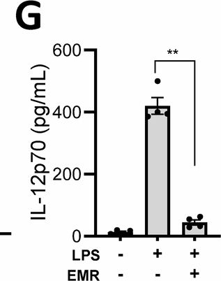 Fig.1.G showing Enzyme-linked immunosorbent assay from the publication: Regulation of Zfp36 by ISGF3 and MK2 restricts the expression of inflammatory cytokines during necroptosis stimulation.