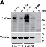 Fig.3.A showing Western Blotting from the publication: A Two-Color Haploid Genetic Screen Identifies Novel Host Factors Involved in HIV-1 Latency.