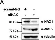 Fig.2.A showing Western Blotting in a Homo sapiens (Human) sample from the publication: HAX1 regulates E3 ubiquitin ligase activity of cIAPs by promoting their dimerization.