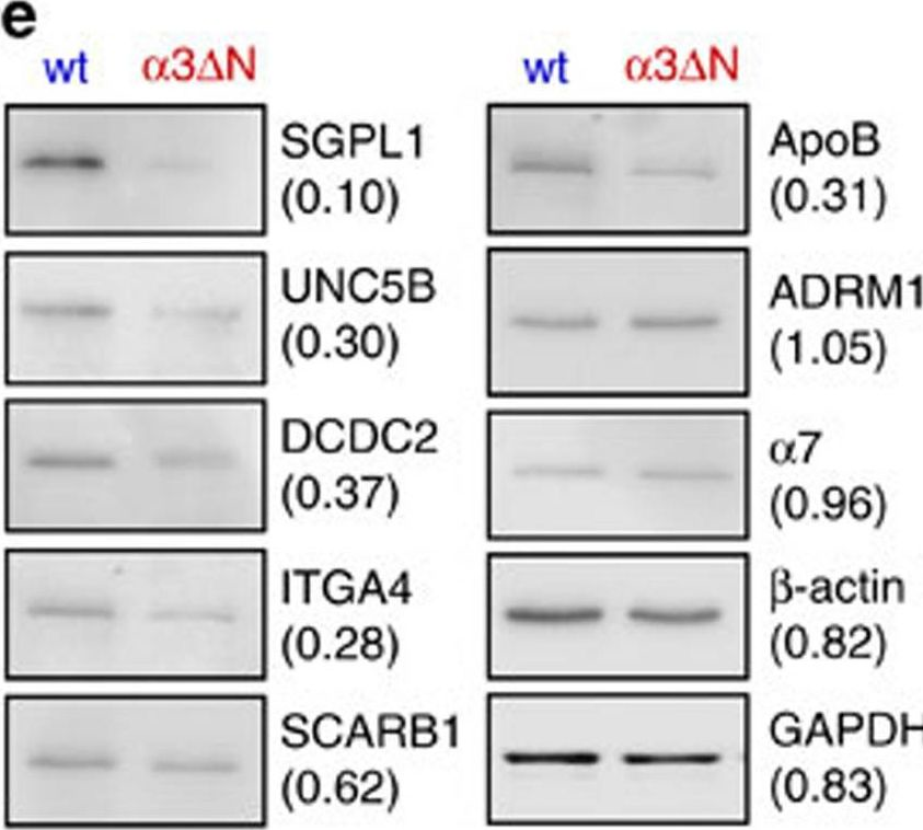 Fig.5.E showing Western Blotting from the publication: Open-gate mutants of the mammalian proteasome show enhanced ubiquitin-conjugate degradation.