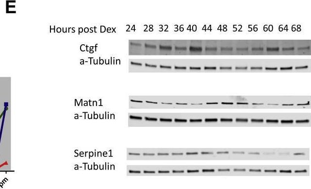 Fig.1.E showing Western Blotting from the publication: Circadian time series proteomics reveals daily dynamics in cartilage physiology.