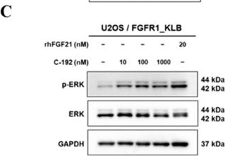 Fig.4.C showing Western Blotting in a Homo sapiens (Human) sample from the publication: The Novel Tetra-Specific Drug C-192, Conjugated Using UniStac, Alleviates Non-Alcoholic Steatohepatitis in an MCD Diet-Induced Mouse Model.