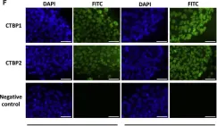 Fig.1.F showing Immunocytochemistry-immunofluorescence from the publication: Glycolysis Regulates Human Embryonic Stem Cell Self-Renewal under Hypoxia through HIF-2α and the Glycolytic Sensors CTBPs.