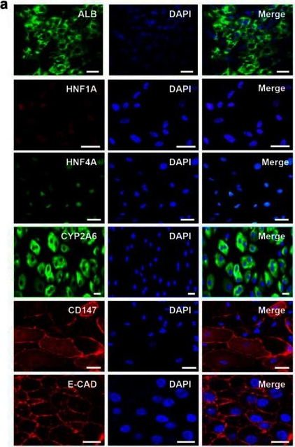 Fig.4.A showing Immunocytochemistry-immunofluorescence from the publication: A clinically defined and xeno-free hydrogel system for regenerative medicine.