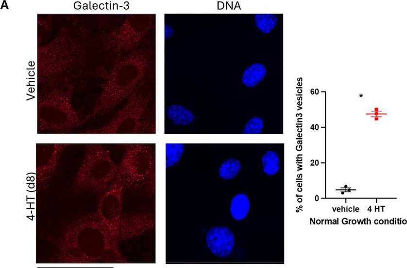 Fig.5.A showing Immunocytochemistry-immunofluorescence in a Mus musculus (House mouse) sample from the publication: Tail Anchored protein insertion mediated by CAML and TRC40 links to neuromuscular function in mice.