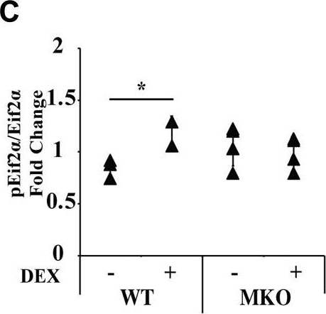 Fig.6.C showing Enzyme-linked immunosorbent assay in a Mus musculus (House mouse) sample from the publication: The role of striated muscle Pik3r1 in glucose and protein metabolism following chronic glucocorticoid exposure.