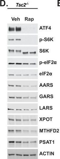 Fig.3.D showing Western Blotting in a Mus musculus (House mouse) sample from the publication: The mTORC1-mediated activation of ATF4 promotes protein and glutathione synthesis downstream of growth signals.