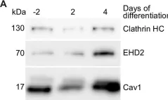 Fig.5.A showing Western Blotting from the publication: Lipid accumulation controls the balance between surface connection and scission of caveolae.