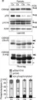 Fig.7.C showing Western Blotting from the publication: In vivo regulation of glycogen synthase kinase 3β activity in neurons and brains.