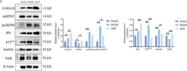 Fig.7.I showing Western Blotting from the publication: Jiawei Kongsheng Zhenzhong Pill (JKZP) Alleviates Chronic Cerebral Hypoperfusion-Induced Hippocampal Synaptic Damage via S100A10/tPA/BDNF Pathway.