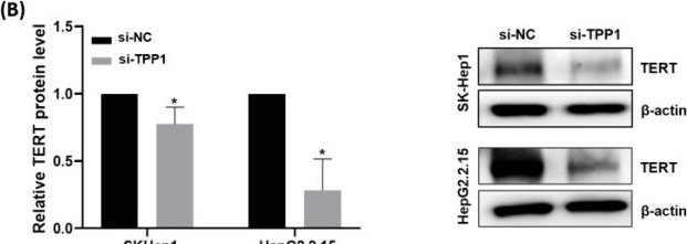 Fig.5.B showing Western Blotting from the publication: Shelterin Component TPP1 Drives Tumor Progression and Predicts Poor Prognosis in Hepatocellular Carcinoma.