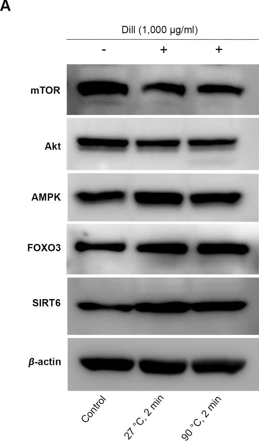 Fig.7.A showing Western Blotting in a Homo sapiens (Human) sample from the publication: Metabolomic analysis of bioactive compounds in dill (Anethum graveolens L.) extracts.