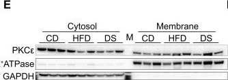 Fig.4.E showing Western Blotting from the publication: Integrated analysis of insulin resistance reveals metabolic remodeling following diet switch-triggered calorie reduction.