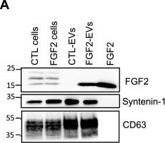 Fig.1.A showing Western Blotting from the publication: Fibroblast growth factor-2 bound to specific dermal fibroblast-derived extracellular vesicles is protected from degradation.