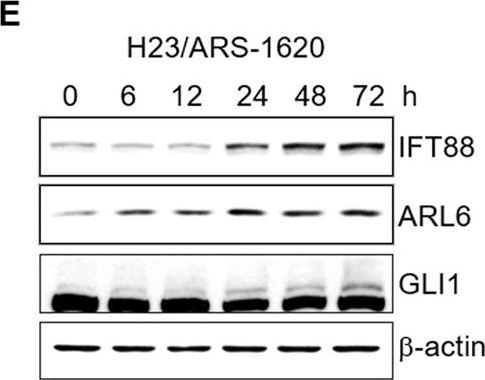Fig.3.E showing Western Blotting in a Homo sapiens (Human) sample from the publication: Hedgehog signalling is involved in acquired resistance to KRASG12C inhibitors in lung cancer cells.