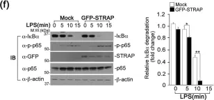 Fig.2.F showing Western Blotting from the publication: STRAP Acts as a Scaffolding Protein in Controlling the TLR2/4 Signaling Pathway.