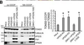 Fig.6.B showing Western Blotting in a Homo sapiens (Human) sample from the publication: Control of RAB7 activity and localization through the retromer-TBC1D5 complex enables RAB7-dependent mitophagy.