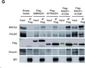Fig.4.G showing Western Blotting from the publication: RAD51 protects against nonconservative DNA double-strand break repair through a nonenzymatic function.