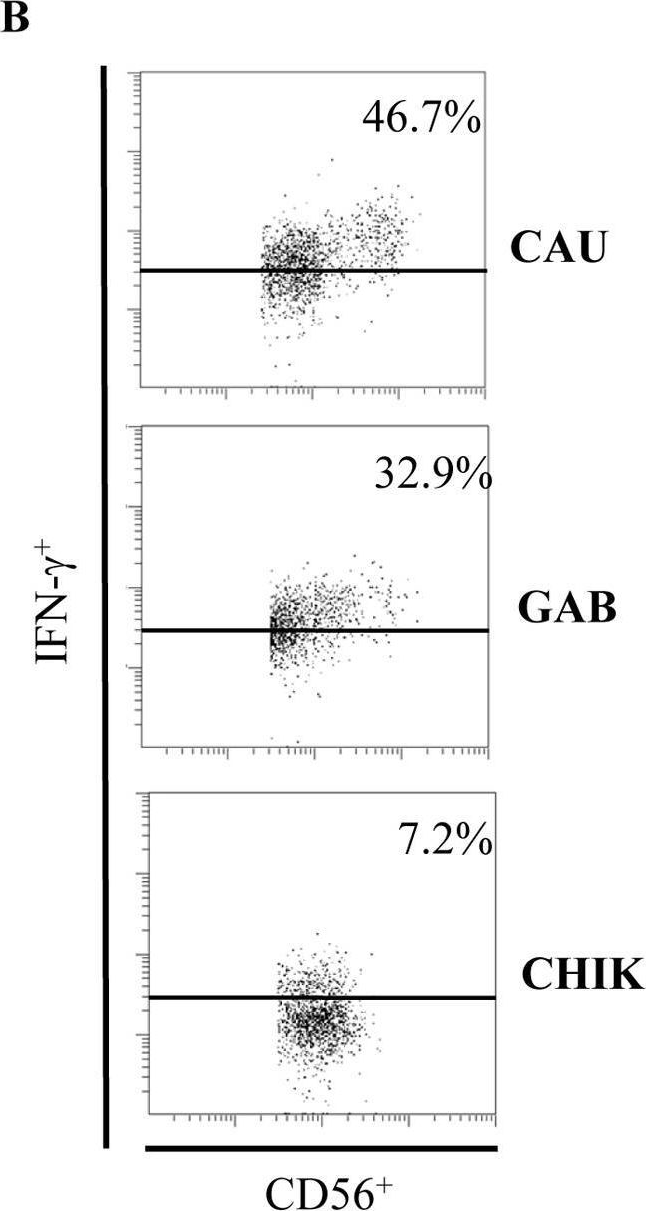 Fig.6.B showing Flow cytometry/Cell sorting from the publication: Unconventional repertoire profile is imprinted during acute chikungunya infection for natural killer cells polarization toward cytotoxicity.