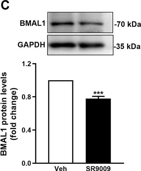 Fig.1.C showing Western Blotting in a Mus musculus (House mouse) sample from the publication: Rev-erbα agonist SR9009 protects against cerebral ischemic injury through mechanisms involving Nrf2 pathway.