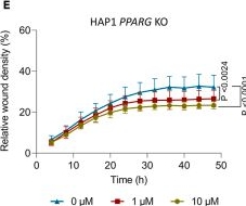 Fig.7.E from the publication: PPARα and PPARγ activation is associated with pleural mesothelioma invasion but therapeutic inhibition is ineffective.