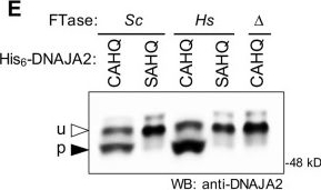 Fig.4.E showing Western Blotting in a Saccharomyces cerevisiae (Yeast) sample from the publication: Evaluating protein prenylation of human and viral CaaX sequences using a humanized yeast system.