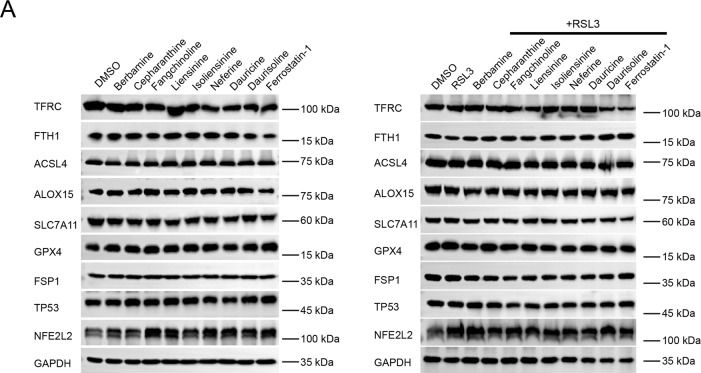 Fig.5.A showing Western Blotting in a Homo sapiens (Human) sample from the publication: Identification of a group of bisbenzylisoquinoline (BBIQ) compounds as ferroptosis inhibitors.